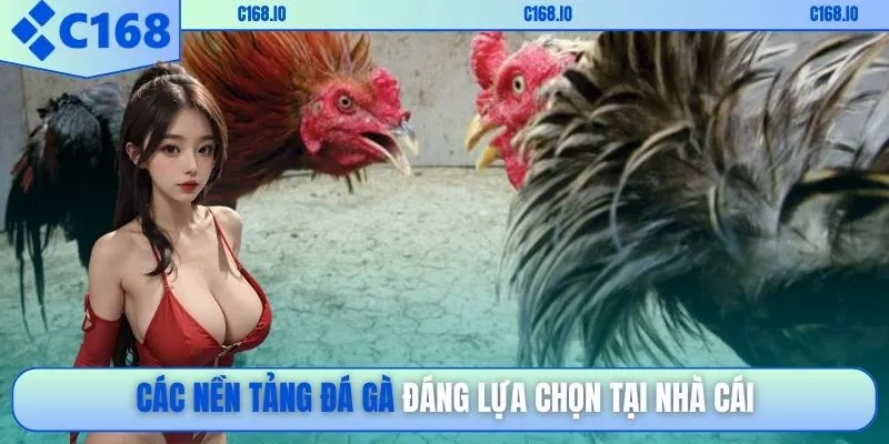 Các nền tảng đá gà đáng lựa chọn tại nhà cái